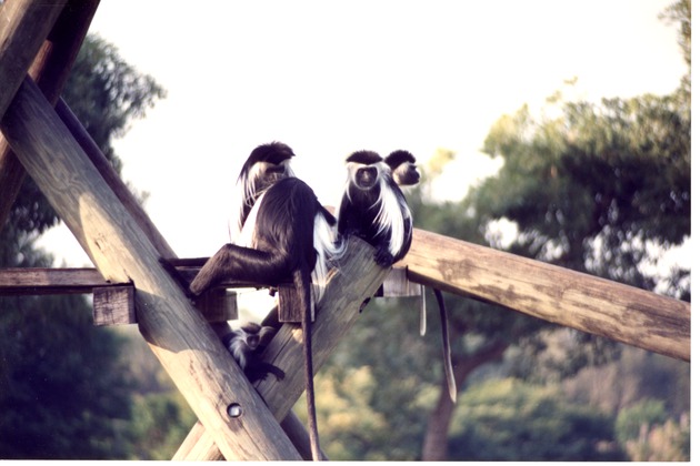 Four Angola colobus monkeys and baby gathered on climbing structure at Miami Metrozoo
