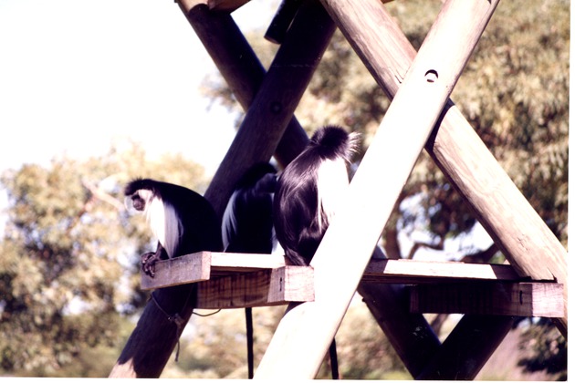Three Angola colobus sitting on an upper level of climbing structure at Miami Metrozoo