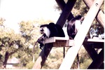 Baby Angola colobus climbing to sit with three older monkeys in habitat at Miami Metrozoo