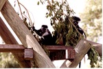 Angola colobus monkey's on climbing structure obscured by tree branches at Miami Metrozoo
