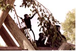 [1980/2000] Angola colobus climbing on branches next to other monkeys in habitat at Miami Metrozoo