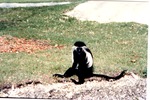 [1980/2000] Angola colobus monkey sitting in the grass of habitat at Miami Metrozoo