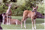 Two young giant elands and their mother in their habitat at Miami Metrozoo