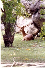 Young elk resting in habitat at Miami Metrozoo