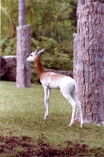 [1980/2000] Young Addra Gazelle standing in habitat at Miami Metrozoo