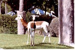 [1980/2000] Two Addra gazelle standing together in habitat at Miami Metrozoo