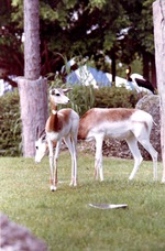 Addra gazelles grazing in their habitat at Miami Metrozoo