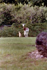 [1980/2000] Addra gazelles walking through their habitat at Miami Metrozoo