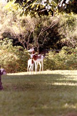 Mother and child Addra gazelle standing close in their habitat at Miami Metrozoo