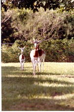 Three Addra gazelle meandering through their habitat at Miami Metrozoo