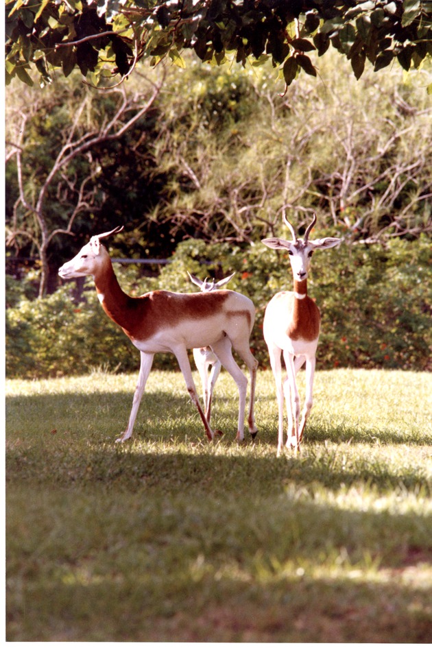 Three Addra gazelle walking together in their habitat at Miami Metrozoo