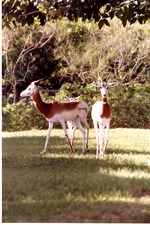 [1980/2000] Three Addra gazelle walking together in their habitat at Miami Metrozoo