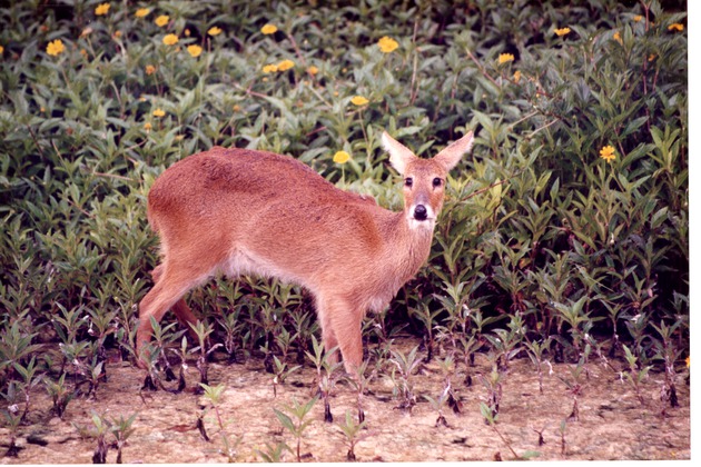 Water deer staring at the camera from the edge of a flower garden at Miami Metrozoo