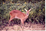 [1980/2000] Water deer staring at the camera from the edge of a flower garden at Miami Metrozoo