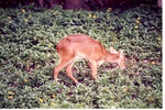 [1980/2000] Water deer grazing through a flower bed in habitat at Miami Metrozoo