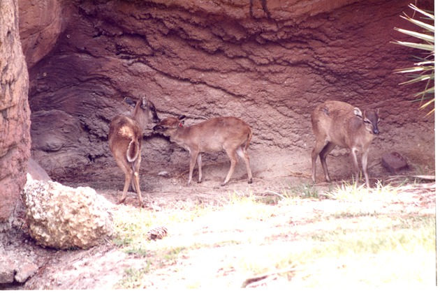 Three red forest duikers standing beneath a rock face at Miami Metrozoo