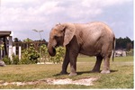 African elephant standing proud in its habitat at Miami Metrozoo