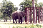 African elephant munching on hay in its habitat at Miami Metrozoo