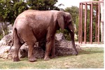 African elephant standing next to rocks in their habitat at Miami Metrozoo