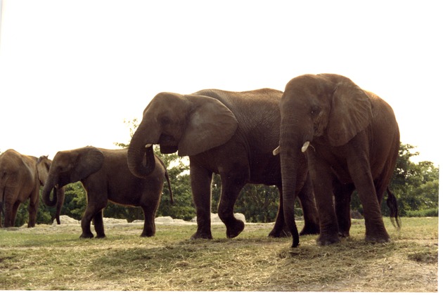 Herd of African elephants walking around their habitat at Miami Metrozoo