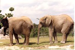 [1980/2000] Two African elephants lined up front to back in their habitat at Miami Metrozoo