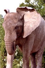 African elephant using its trunk to eat at Miami Metrozoo