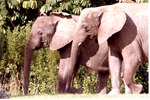 Two African elephants kneeling in their habitat at Miami Metrozoo