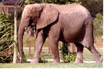 African elephant walking through its habitat at Miami Metrozoo