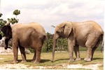 Two African elephants lined up front to back walking through their habitat at Miami Metrozoo