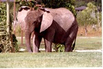 African elephant walking around its habitat at Miami Metrozoo