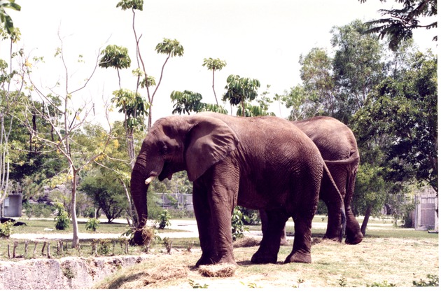 Two African elephants eating hay at the natural edge to their habitat at Miami Metrozoo