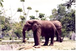 Two African elephants eating hay at the natural edge to their habitat at Miami Metrozoo