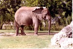 African elephant standing in profile at Miami Metrozoo