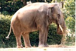 [1980/2000] Asian elephant eating hay from the ground of the habitat at Miami Metrozoo
