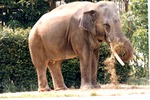 Asian Elephant bringing hay up to its mouth in  its habitat at Miami Metrozoo