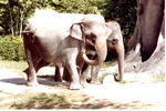 Two Asian elephants walking together in their habitat at Miami Metrozoo