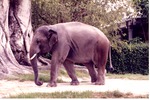 Asian elephant walking by a tree in the habitat at Miami Metrozoo