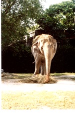 Asian elephant with hay on its back and at its feet in habitat at Miami Metrozoo