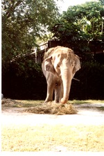 Asian elephant playing and eating hay in its habitat at Miami Metrozoo