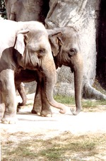 Two Asian elephants picking up dirt from the ground of their habitat at Miami Metrozoo