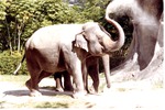 Asian elephant flinging dirt above itself with its trunk at Miami Metrozoo