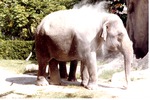 Asian elephant in a cloud of dust after flinging it onto its back in habitat at the Miami Metrozoo