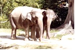 Two Asian elephants walking together beside a tree in their habitat at Miami Metrozoo