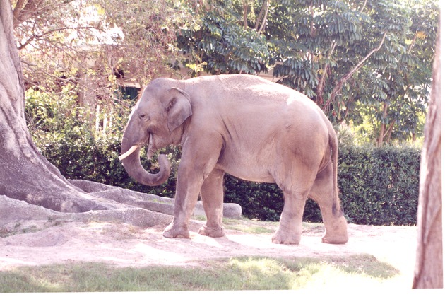 Asian elephant walking toward a tree in its habitat at Miami Metrozoo