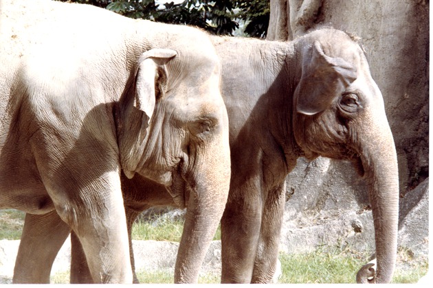 Close up of two Asian elephants in their Miami Metrozoo