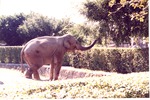 Asian elephant grabbing onto tree leaves over the habitat barrier pool at Miami Metrozoo