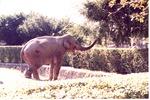 Asian elephant pulling back with leaves from a tree at Miami Metrozoo