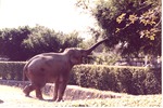 Asian elephant extending its trunk across the habitat's pool barrier at Miami Metrozoo