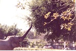 [1980/2000] Asian elephant reaching high above its head for leaves in its habitat at Miami Metrozoo
