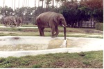 Asian elephant using its trunk to drink water from pool faucet at Miami Metrozoo